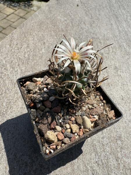 Turbinicarpus flaviflorus